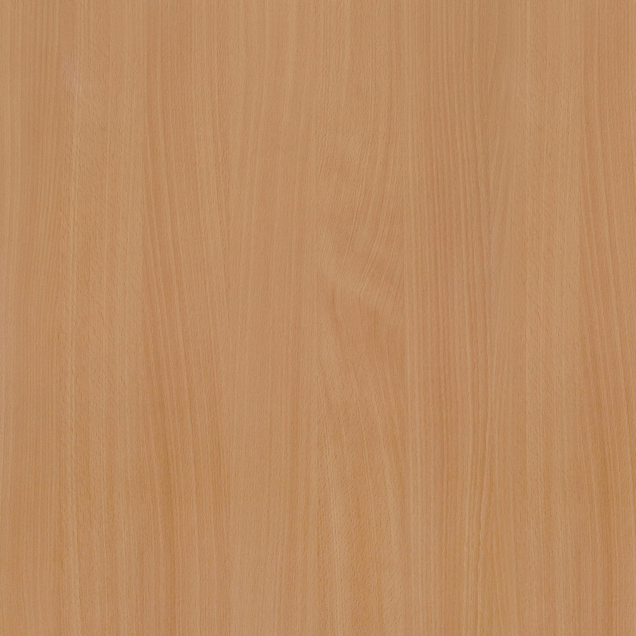 Beech