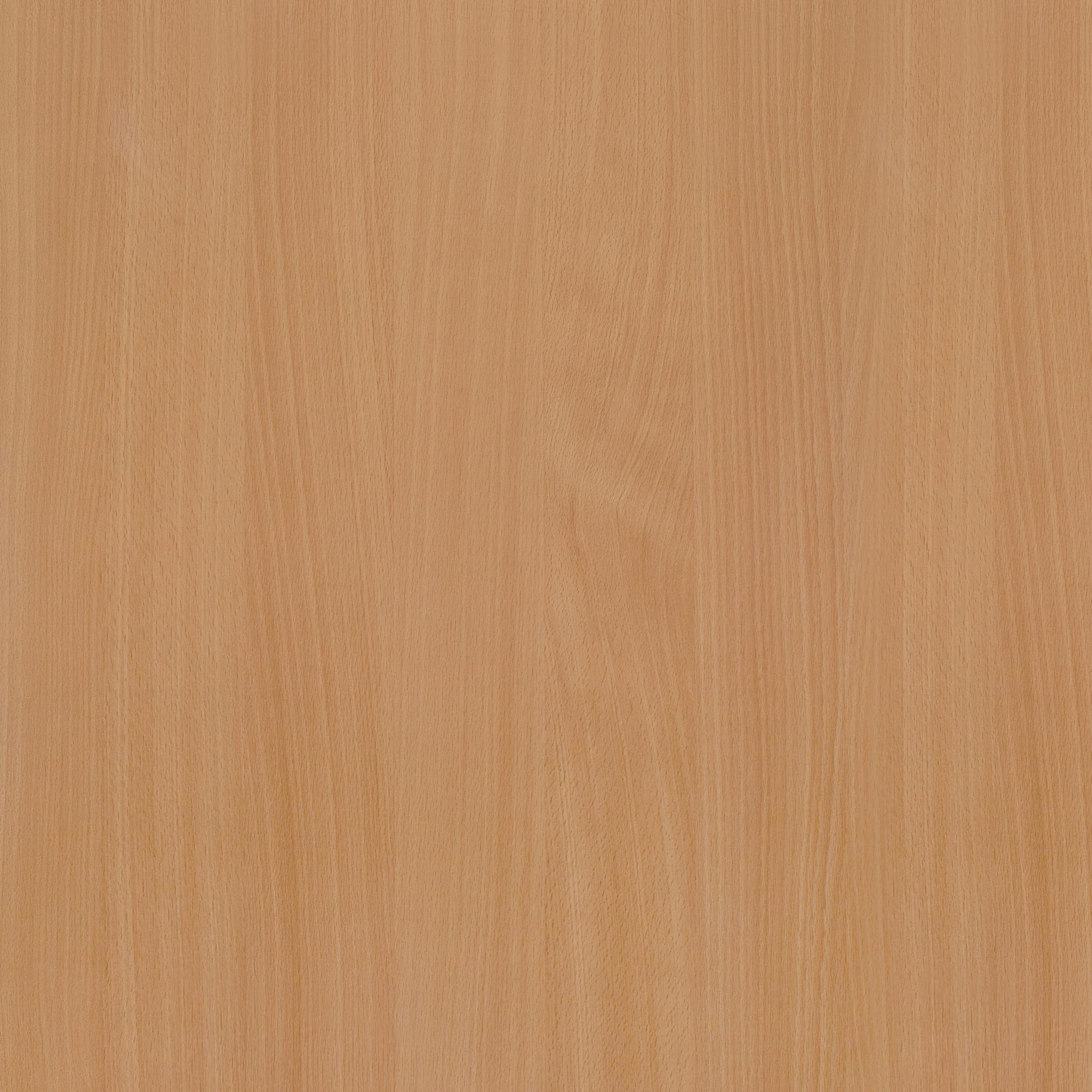 Beech
