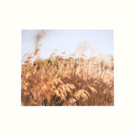 Koppla B202 Reeds Canvas