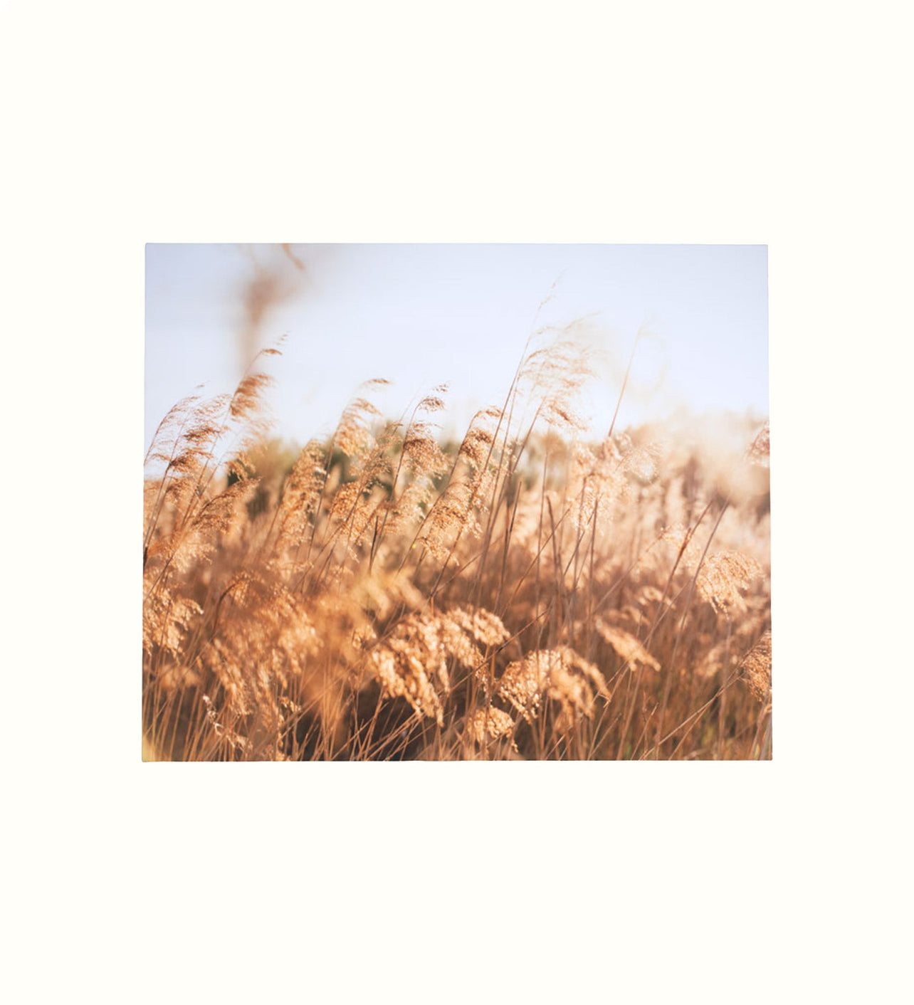 Koppla B202 Reeds Canvas