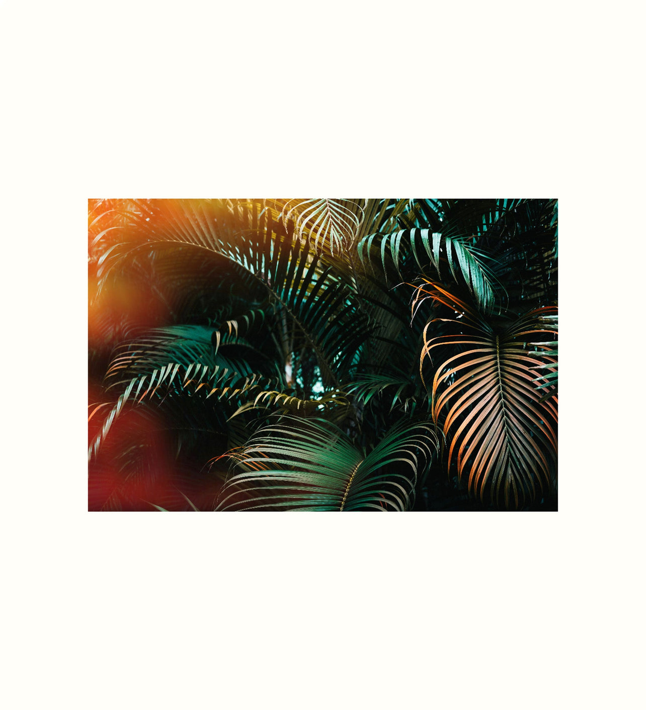 Koppla L002 Palm Canvas